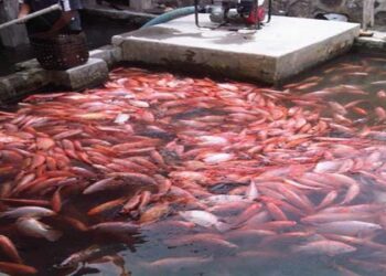 DNI Melindungi Usaha Kecil Nasional