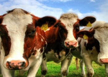 Limbah Pasar Jadi Pakan Ternak