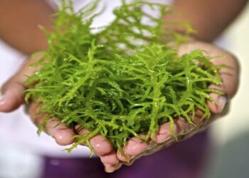 NTT Jadi Sentra Budidaya rumput laut