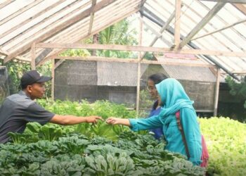 Mahasiswa UGM Kembangkan Sistem Pertanian Hidroponik