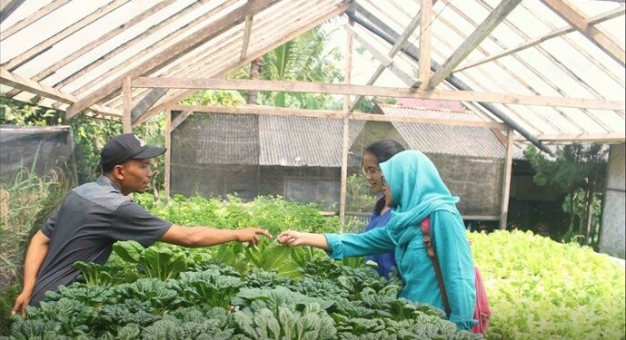 Mahasiswa UGM Kembangkan Sistem Pertanian Hidroponik