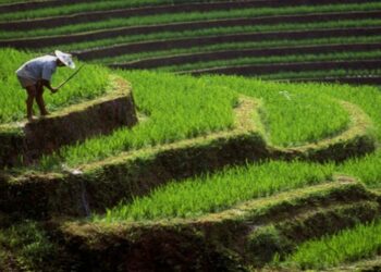 Pemerintah Implementasikan E-Commerce Pangan