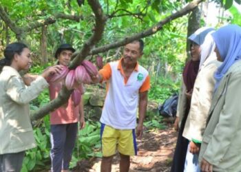 Limbah Kakao Jadi Nata de Cocoa