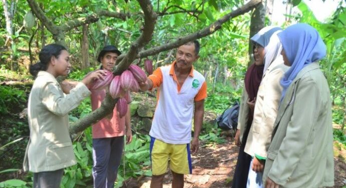 Limbah Kakao Jadi Nata de Cocoa