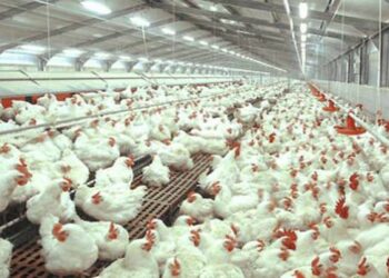 STARTEC, Alat Pendeteksi Antibiotik Pada Daging Ayam Boiler