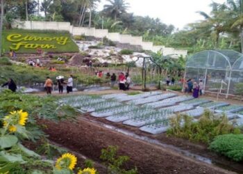 Cimory Gelar Kompetisi Bagi Konsumen