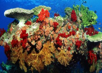 BPOL Jadikan Tempurung Kelapa Jadi Terumbu Karang