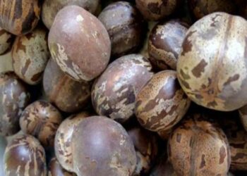 Mahasiswa Unila Buat Kerupuk Dari Biji Karet