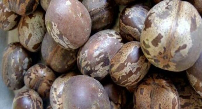 Mahasiswa Unila Buat Kerupuk Dari Biji Karet