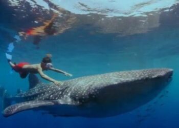 TMII Putar Film Baru Di Libur Lebaran