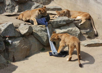 Jeans Unik Ini Hasil Rancangan Singa