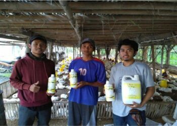 Mahasiswa Unibraw Buat Suplemen Herbal Untuk Ayam