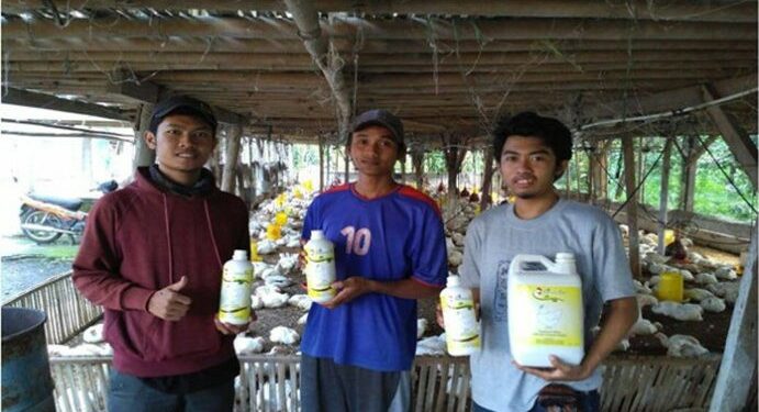 Mahasiswa Unibraw Buat Suplemen Herbal Untuk Ayam