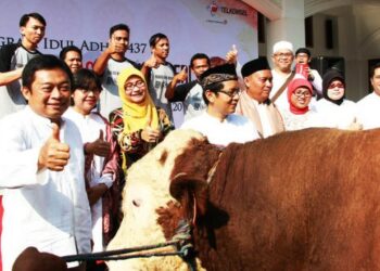 Idul Adha 1437 Hijriyah, Telkomsel Serahkan 37.000 Paket Hewan Kurban