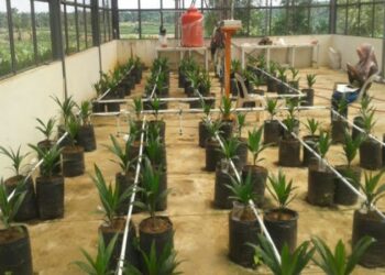 Mahasiswa UGM Ciptakan Sistem Irigasi Kelapa Sawit