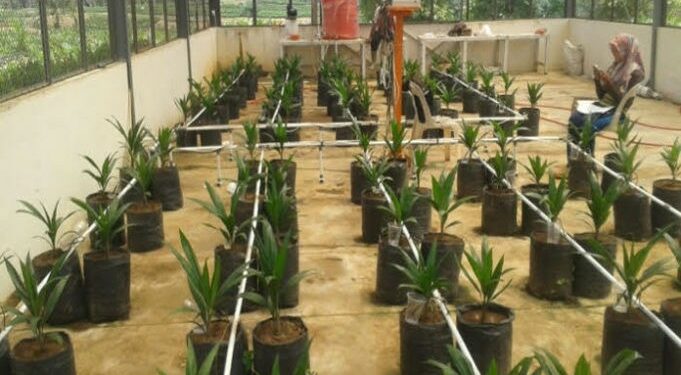 Mahasiswa UGM Ciptakan Sistem Irigasi Kelapa Sawit