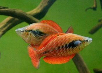 Politeknik KP Sorong Berhasil Budidayakan Ikan Pelangi Papua Di Luar Habitatnya