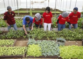 Dorong Generasi Muda Kuasai Pertanian Organik, Deutsche Bank dan The Learning Farm Jalin Kerjasama