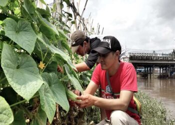 Kelompok Tani BKB Petamburan, Sulap Lahan Kosong Menjadi Lahan Pertanian