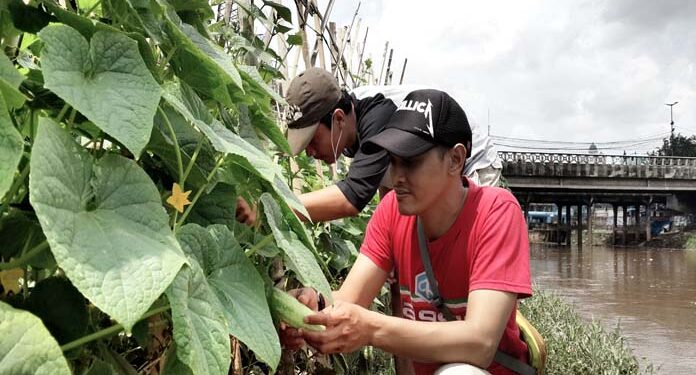 Kelompok Tani BKB Petamburan, Sulap Lahan Kosong Menjadi Lahan Pertanian