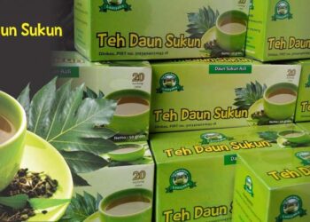 Daun Sukun Jadi Teh Obat Ginjal