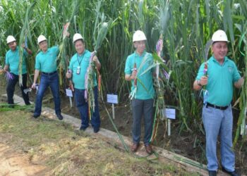 RNI, Pertamina dan Toyota Kembangkan Energi dari Rumput Gajah