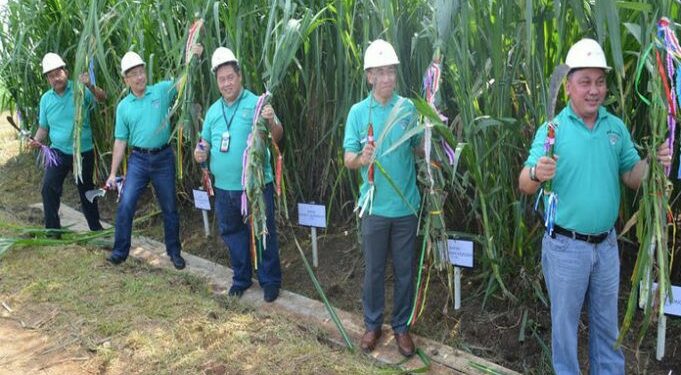 RNI, Pertamina dan Toyota Kembangkan Energi dari Rumput Gajah