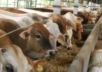 Startup-Startup Ini Fokus Pada Pengembangan (Investasi) Ternak