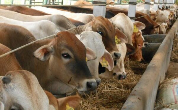 Startup-Startup Ini Fokus Pada Pengembangan (Investasi) Ternak