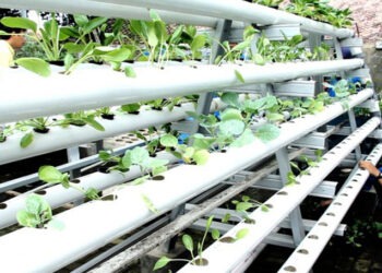 Kemristekdikti Danai Riset Inovasi Pangan Unggul