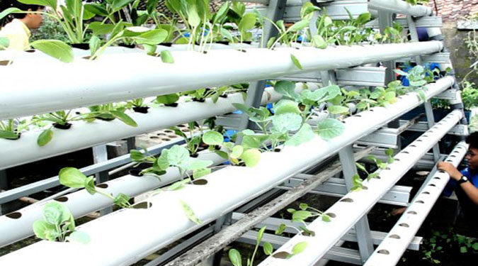 Kemristekdikti Danai Riset Inovasi Pangan Unggul