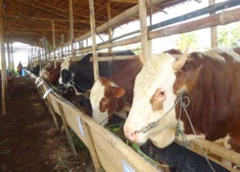 Kulit Kakao Bisa Jadi Penurun Kolesterol Pada Daging