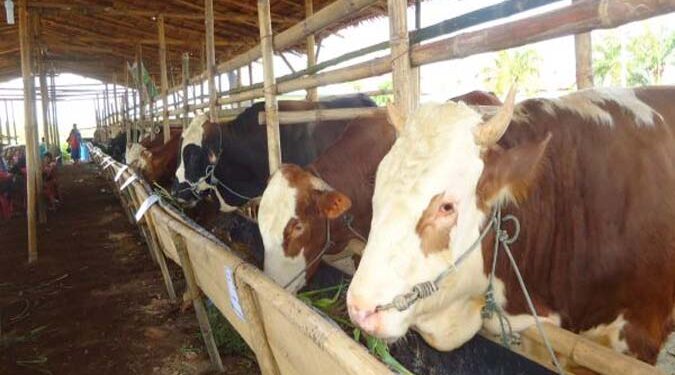 Kulit Kakao Bisa Jadi Penurun Kolesterol Pada Daging