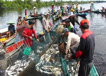 V-Sorter, Alat Sortir Ikan Otomatis