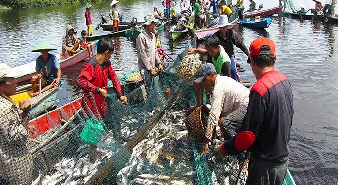 V-Sorter, Alat Sortir Ikan Otomatis