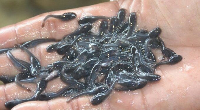 Kini Ada Alat Stimulator Percepat Pertumbuhan Lele