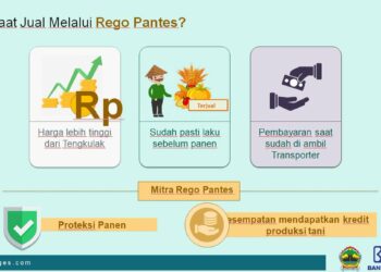 Aplikasi RegoPantes Hubungkan Petani Langsung Ke Konsumen