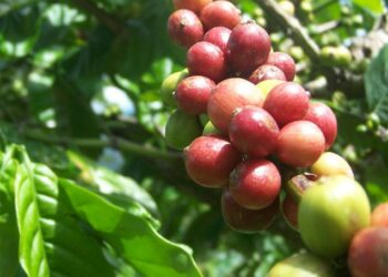 Limbah Kulit Kopi Bisa Jadi Bahan Bakar Alternatif