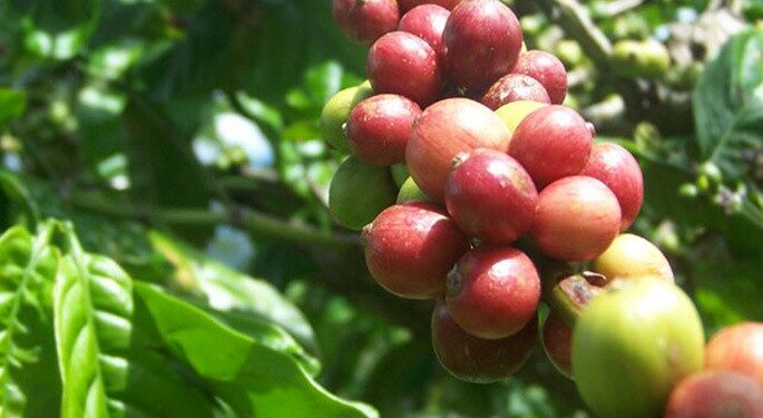 Limbah Kulit Kopi Bisa Jadi Bahan Bakar Alternatif