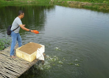 Limbah Ikan Bisa Jadi Pakan Ekonomis