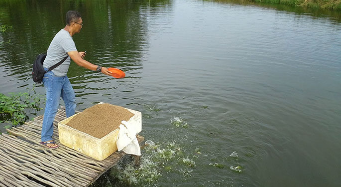 Limbah Ikan Bisa Jadi Pakan Ekonomis
