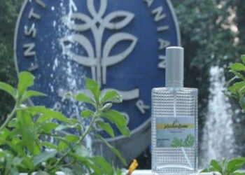 Daun Beluntas Bisa Jadi Bahan Baku Parfum