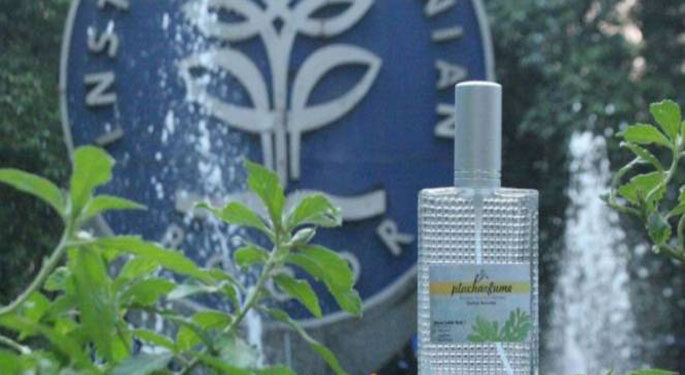 Daun Beluntas Bisa Jadi Bahan Baku Parfum