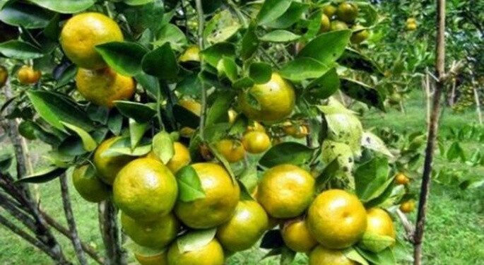 Buah Ini Ampuh Turunkan Berat Badan