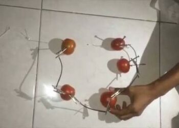 Baterai Gel Dari Tomat Pengganti Zat Kimia