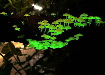 Tim Mahasiswa UB Hadirkan Inovasi Tinta Bercahaya Dari Bakteri