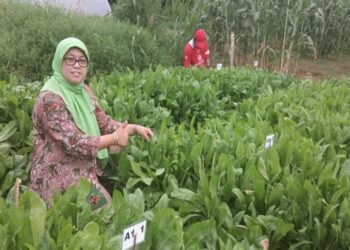 UGM Kembangkan Chicory, Pakan Ternak Andalan