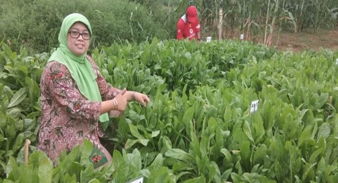 UGM Kembangkan Chicory, Pakan Ternak Andalan