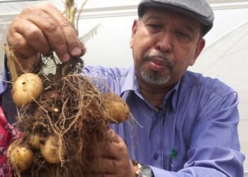 Bibit Kentang Bebas Virus dari Malang