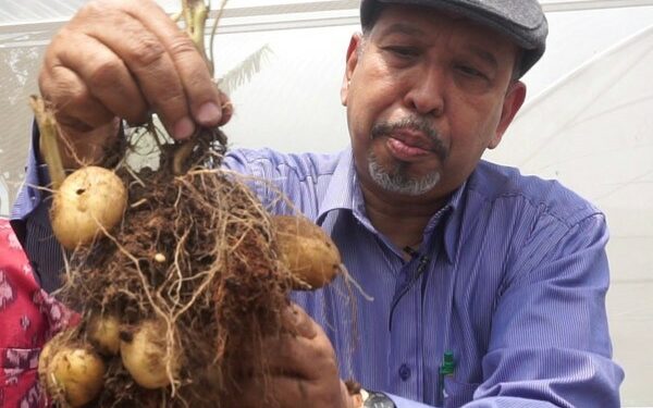 Bibit Kentang Bebas Virus dari Malang